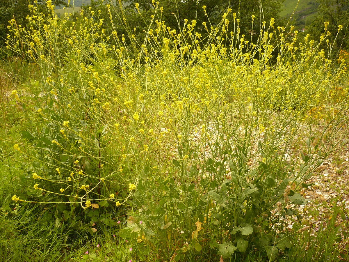 Brassica nigra (Brassicaceae)